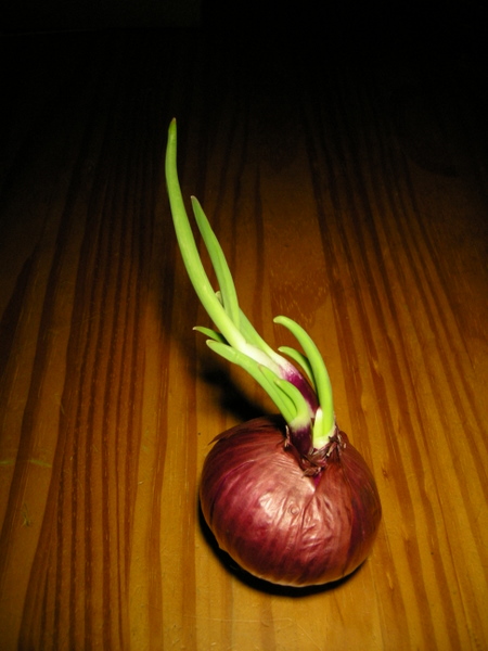 DSCN4105